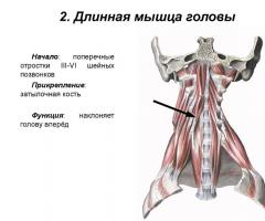 Мышцы (Длинная мышца шеи)